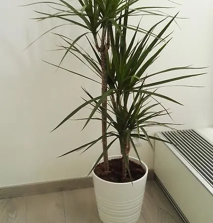 Alfa Panorama برنو